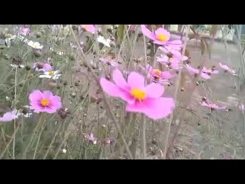 Flower at Srijoni Park, Bolpur