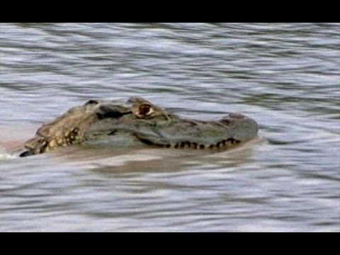 TURISMO: Passeio de Cileide Macedo no Lago do Cuniã - RO - Gente de Opinião