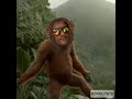 Monkey Dance