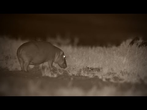 Hippo vs Blacksmith Lapwing