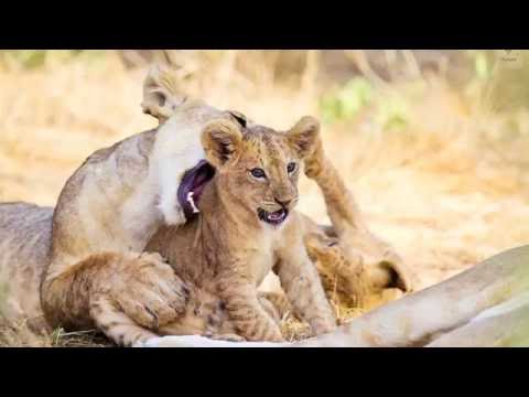 Archna Singh Nat Geo Mission Cover Shot Season 4, Introductory video - Archna Singh