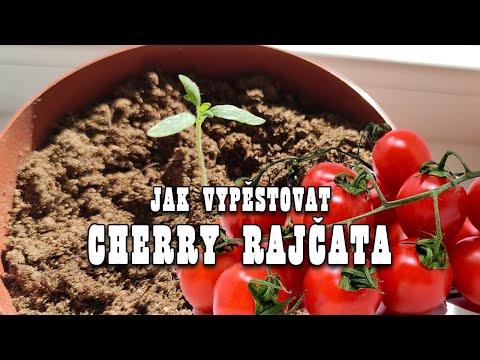 , title : 'Jak vypěstovat cherry rajčata z čerstvých rajčat.'