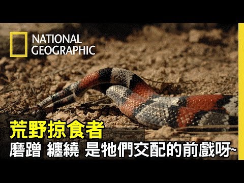 蛇交配器官