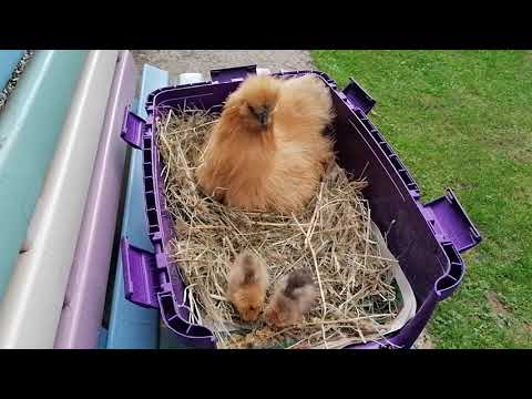 Gelbes Zwergseidenhuhn Glucke mit Küken Update 🐣🐣