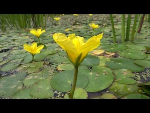 download lagu mp3 mp4 Water Fringe Plant, download lagu Water Fringe Plant gratis, unduh video klip Water Fringe Plant