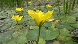 preview picture of video 'Water Fringe (Nymphoides peltata syn. Villarsia nymphaeoides) - 2013-08-17'
