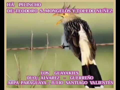 HA PILINCHO 🐦 LOS GUAYAKIES