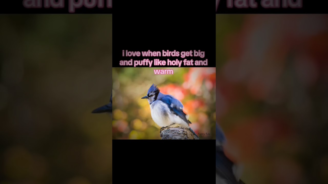 I love when birds get big and puffy