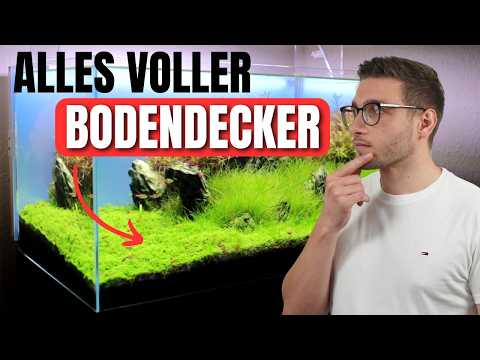 Bodendecker im Aquarium: Meine 5 schönsten Vordergrundpflanzen!