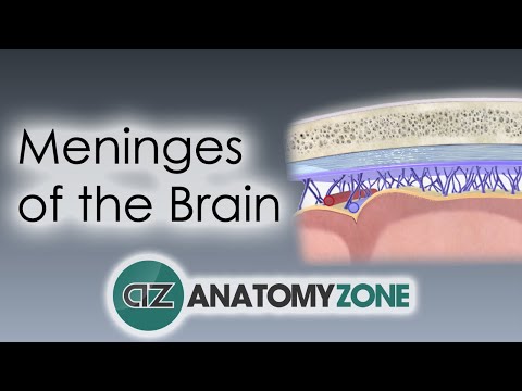 Meninges of the Brain | 3D Anatomy Tutorial