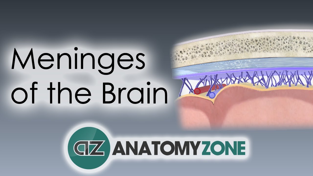 Meninges of the Brain | 3D Anatomy Tutorial