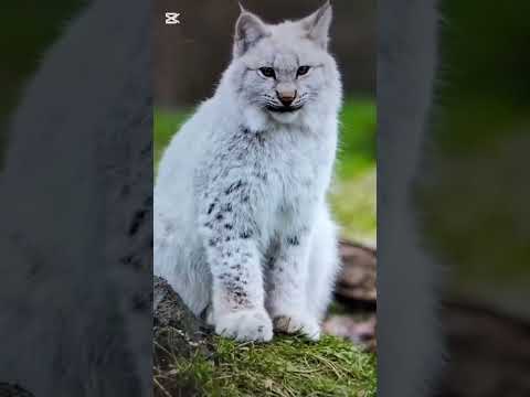 Luciciom in Spain first in the world documentary by izhan 🐾🐯