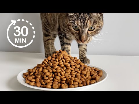 30 minute Compilation | Cat Eating Dry Food | ASMR 🎧