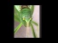 A KatyDid Ditty