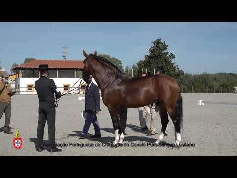 201017 8 Lutador do Lis - Aprovação de Garanhões
