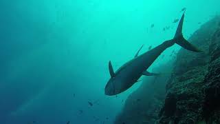 Charlie arrives Roca Partida  Socorro 2018