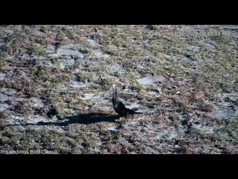 Anhinga has liftoff      09 48   Video 2020 01 26 095208