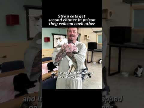 #cat 200 stary cats transformed the prison. It’s a story of mutual redemption.#C