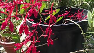 A Visit to Motes Orchid Nursery, Come with me!