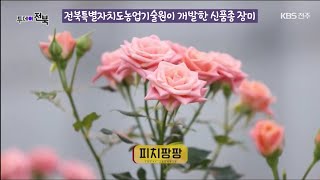 [전북특별자치도농업기술원 개발] 신품종 장미 '피치팡팡' 열도를 홀리다 -전주 KBS 투데이전북 방영