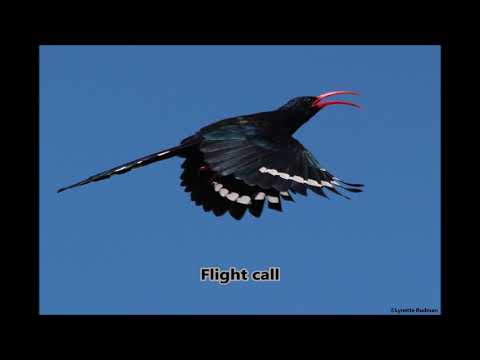 Green Wood-hoopoe calls