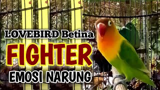 Download lagu LOVEBIRD BETINA FIGHTER EMOSI NARUNG, Bikin Labet apapun Terpancing Nyaut Ngekek Panjang mp3