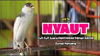 Download lagu Suara PANCINGAN KENARI PAUD Belajar Bunyi Ngeriwik Kenari GACOR Panjang || Masteran Kenari Paud #813 mp3