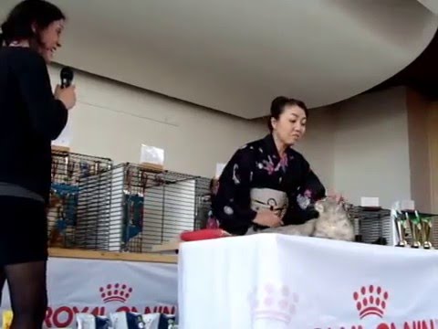 Ring Judging Wuppertal 01-05-2016