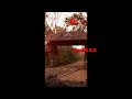 CHIMMINI Whatsapp Status Sachu3 0 Shorts