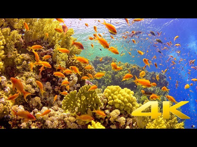 Tropical Fish on Vibrant Coral Reef, Egypt. Sony FDR-AX100