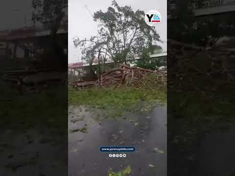 Reportan la caída de varios árboles en la autopista a la altura del municipio Páez