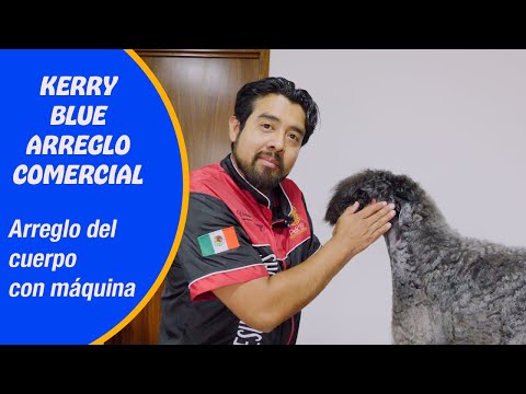 Corte Comercial Kerry blue, arreglo del cuerpo con máquina de peluquería canina con JESÚS CUEVAS