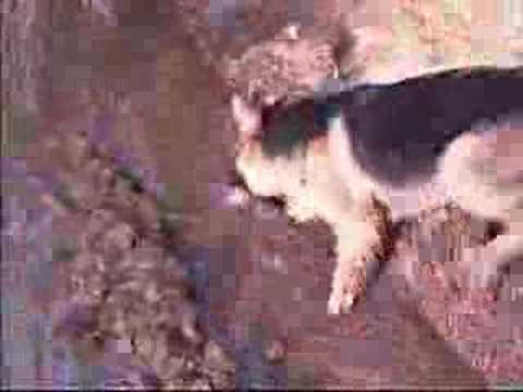 J.Kaczmarski - Oblawa (dzafa)