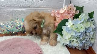 ハーフ犬の動画01