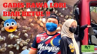 Download lagu MENTERNAK AYAM KAMPUNG- MACAMANA NAK MENTERNAK?? - PANDUAN LENGKAP PENTERNAKAN UNGGAS #VAKSIN mp3