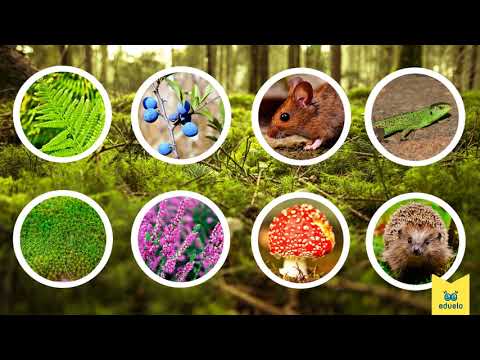 Warstwy lasu – Przyroda, Klasa III - Eduelo.pl