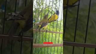 Download lagu Sogon pikat lagi tarung #sogon #sogongacor #sogokotong #birds #mabeskicau #shorts #short mp3