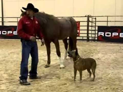 Tommie Turvey - Equine Extremist | EquineIR