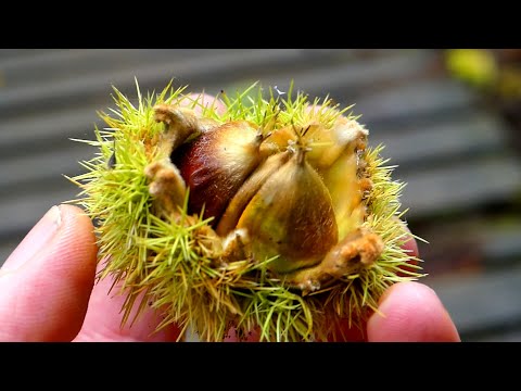 Esskastanien (Maronen) kochen | 6 Fakten zum Superfood aus dem Wald