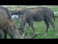 Knowsley Safari Park