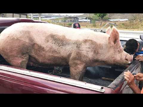 FEIRA DE SUÍNOS EM CUPIRA-PE  29-04-2026 #nordeste