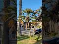 Oh LOOK a Palm TREE 🌴 #TheManniiShow.com/series