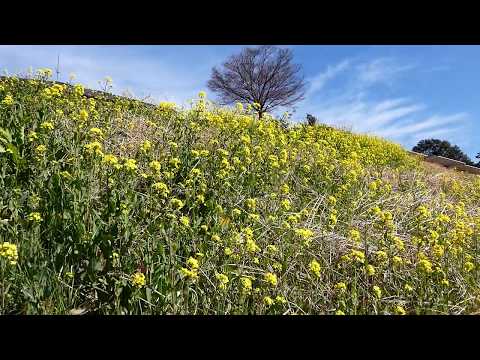 菜の花 植物