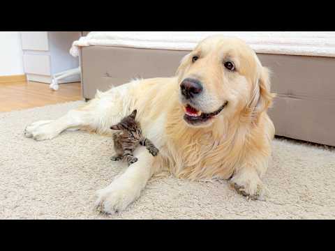 YouTube 썸네일
