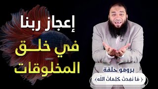 صورة إعجاز ربنا في خلق المخلوقات | برومو حلقة ﴿ مَّا نَفِدَتْ كَلِمَاتُ اللَّهِ ﴾ | د . حازم شومان