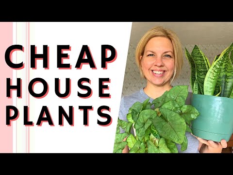 , title : 'Clearance House Plants! How I Save Money Buying Indoor Plants for Cheap!'