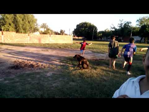 Gol de pavón (cambio a ser de Colón)