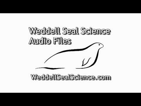 Weddell Seal Audio Files