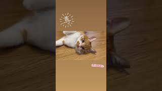 ゴロゴロ #ちゃ太です #保護猫 #猫