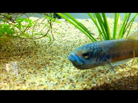 Mouthbrooding Betta sp. Antuta releasing fry